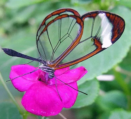 Монета «Стеклянная бабочка», 2014 г., Серебро, 50 гр., проба 925, ПАЛАУ